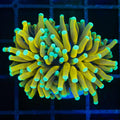 Torch 4