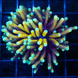 Sun God Torch Coral