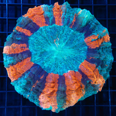 Large Sunburst Acanthophyllia 5"