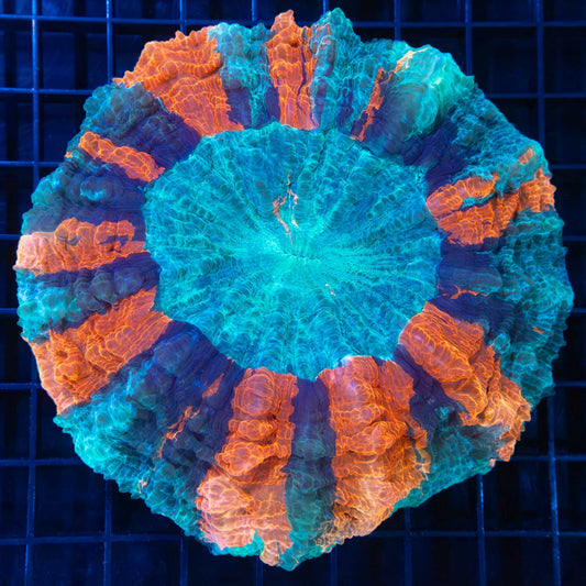 Large Sunburst Acanthophyllia 5"
