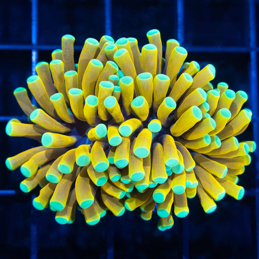 Ultra Sun God Torch Coral (Bright!)
