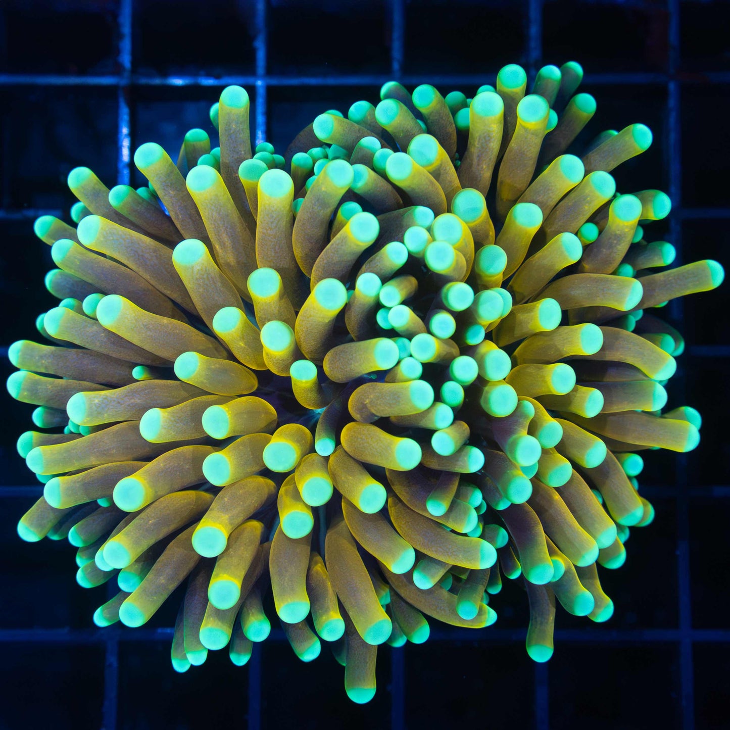 Sun God Torch Coral