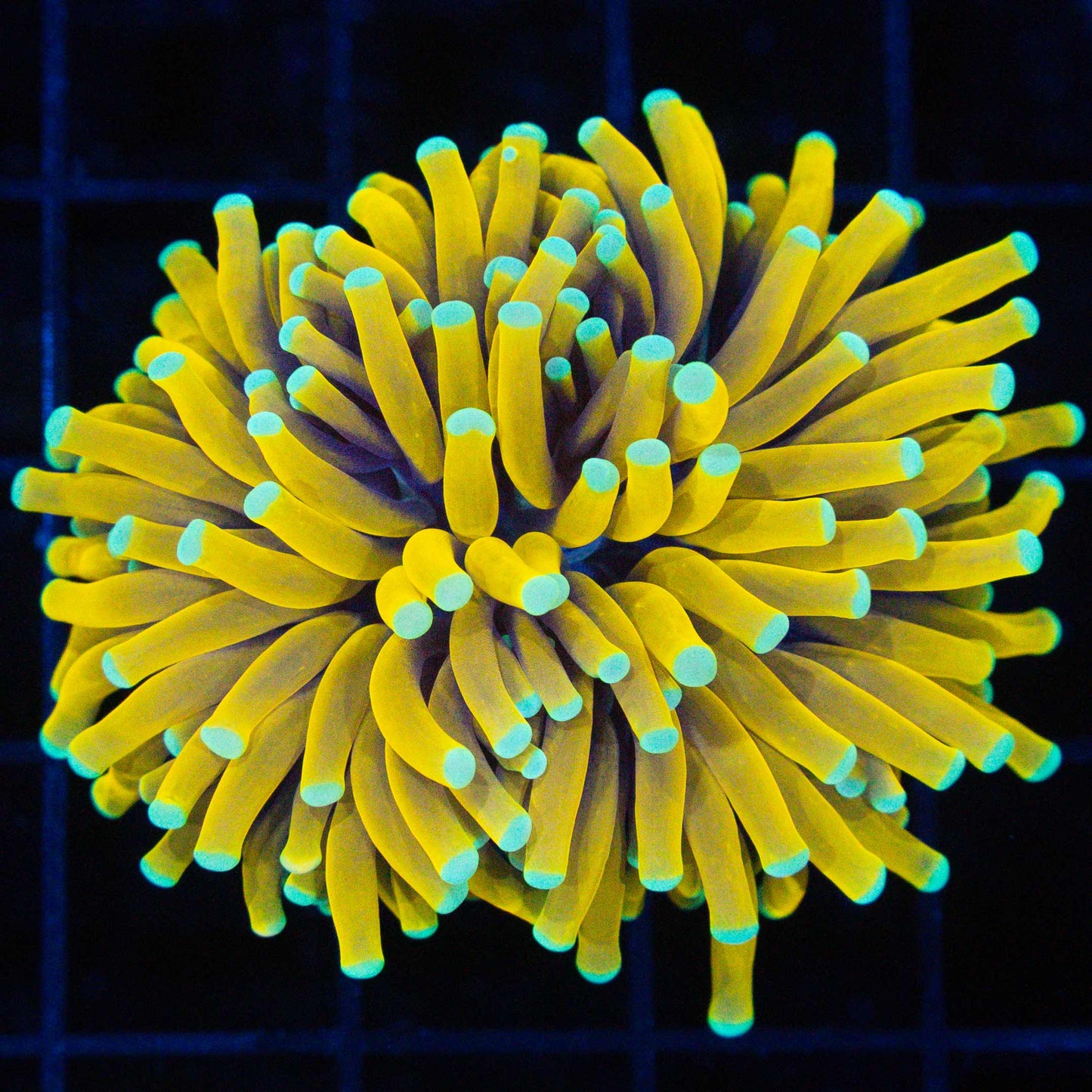 Ultra Sun God Torch Coral (Bright!)