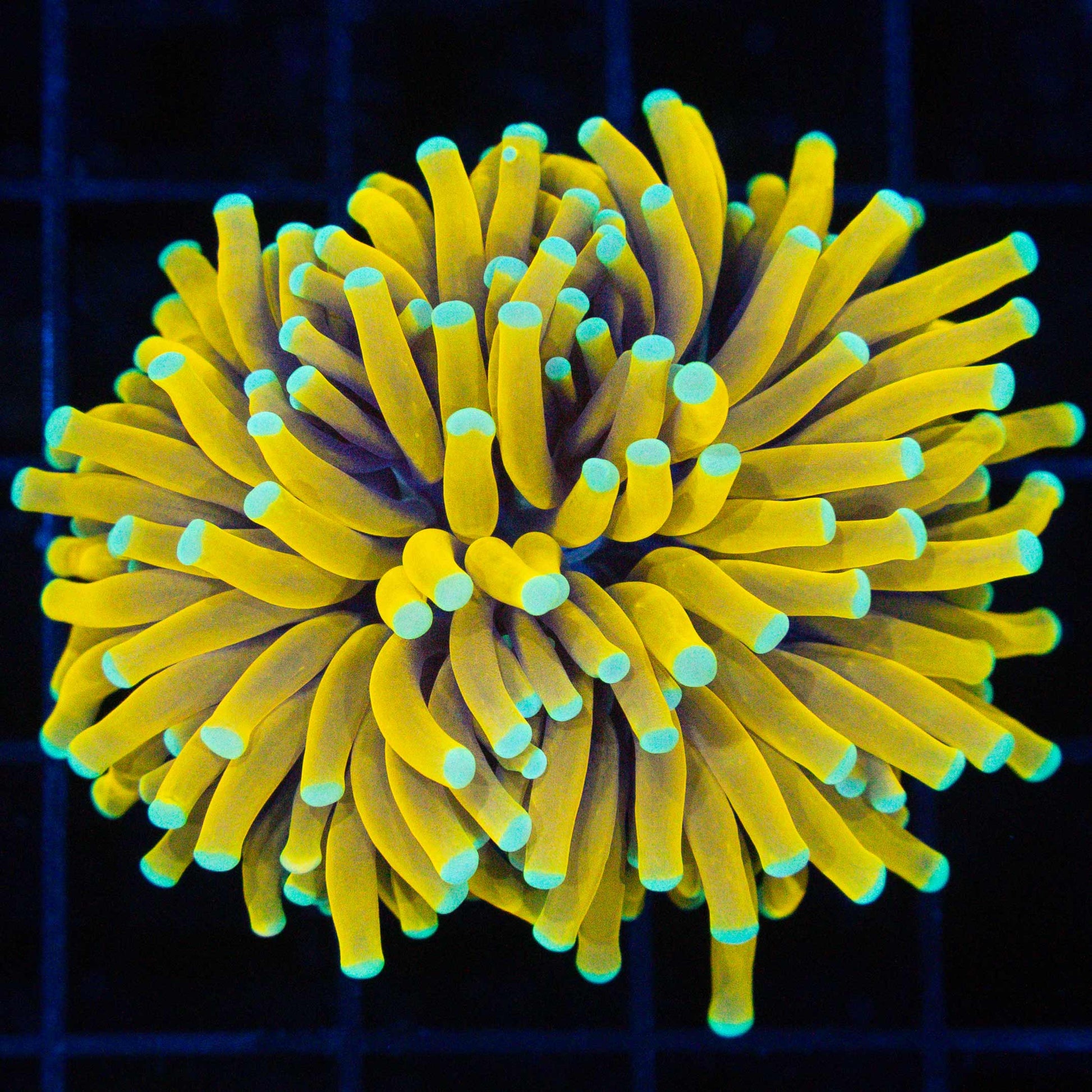 Ultra Sun God Torch Coral (Bright!)