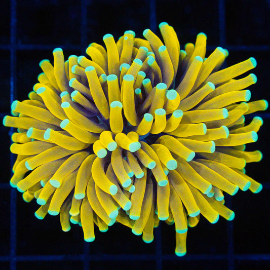 Ultra Sun God Torch Coral (Bright!)