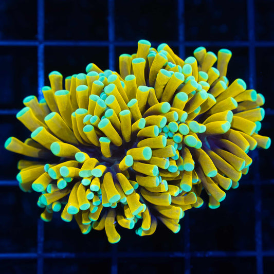 Ultra Sun God Torch Coral (Bright!)