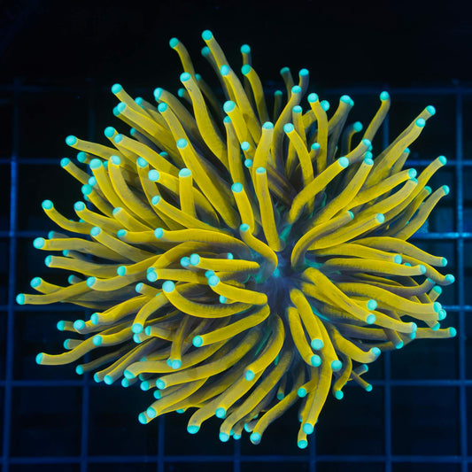 Large Ultra Banana Torch Coral