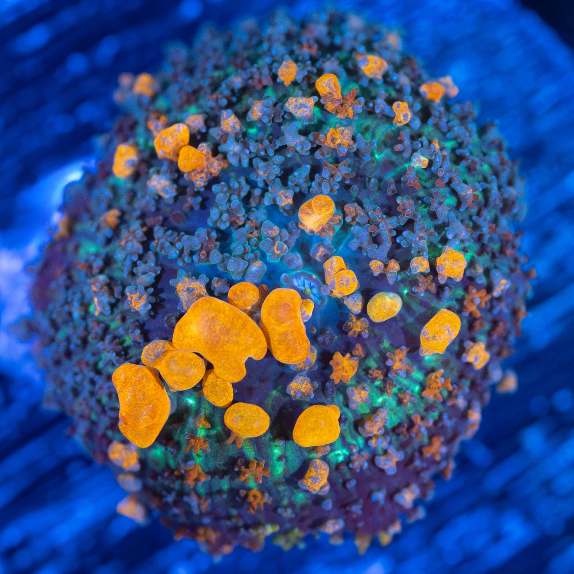 Sunkist Bounce Mushroom