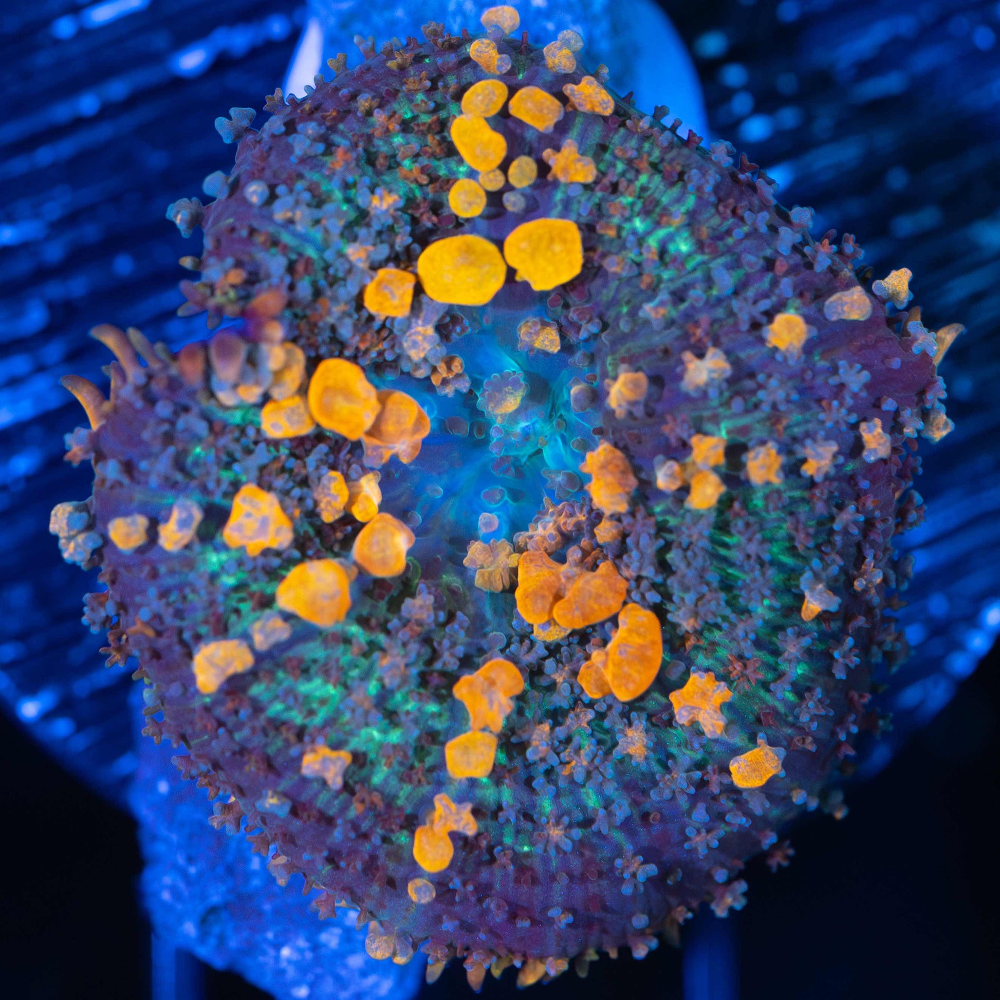 Sunkist Bounce Mushroom