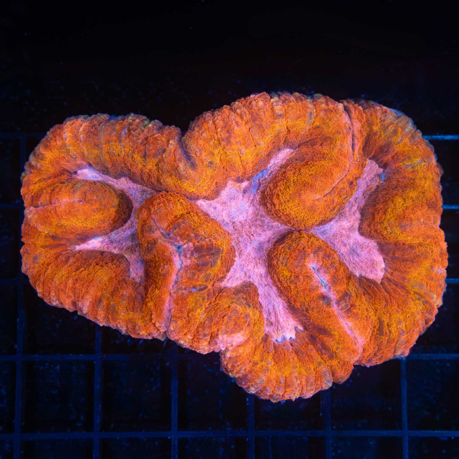 LPS Corals For Sale – Page 2 – Lucky Corals