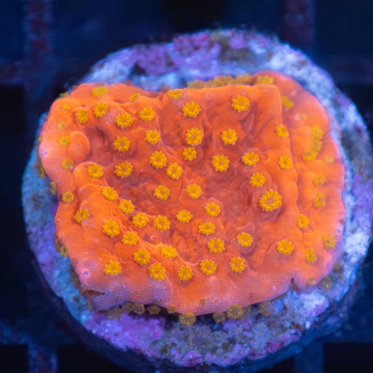 Lava Kiss Montipora