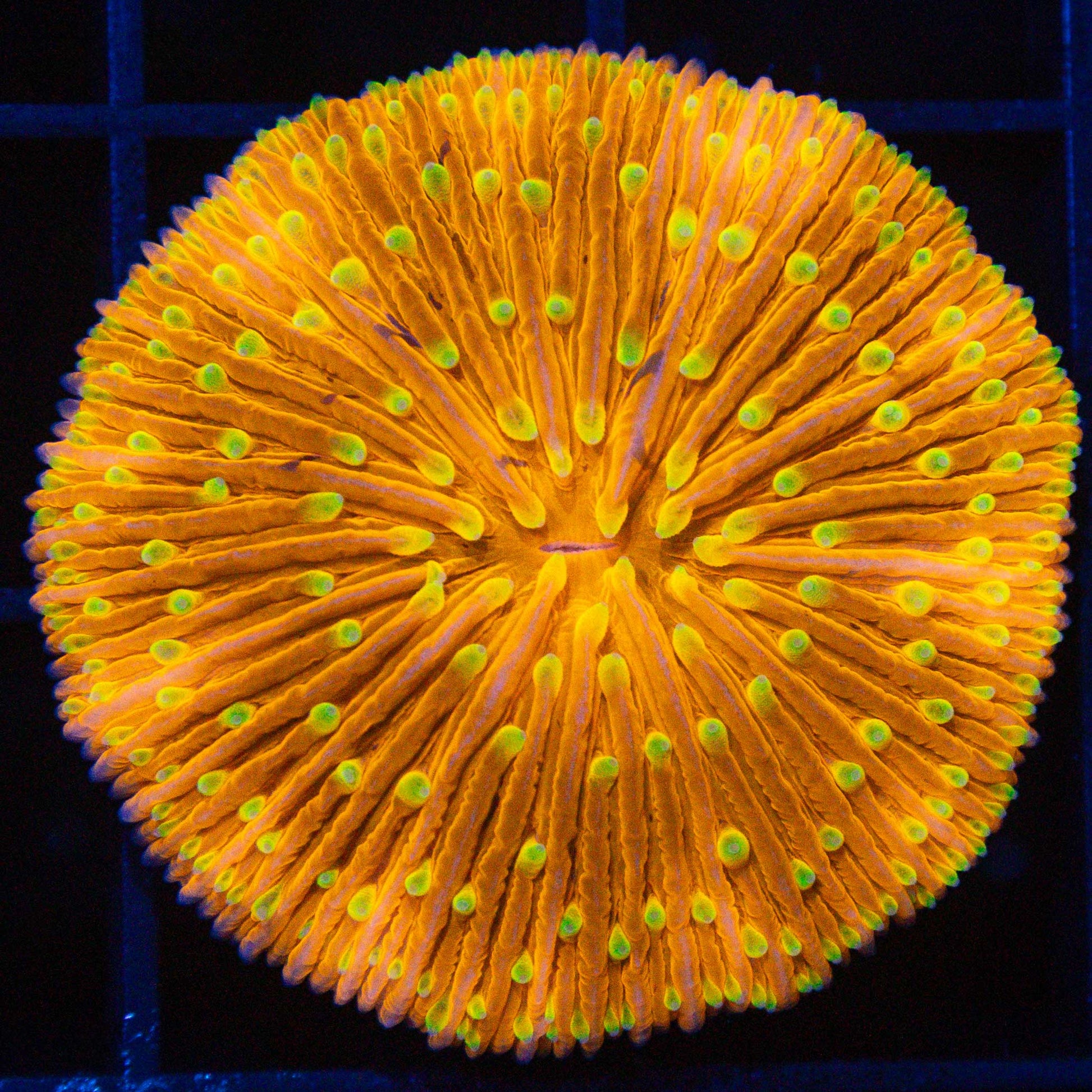 orange plate coral