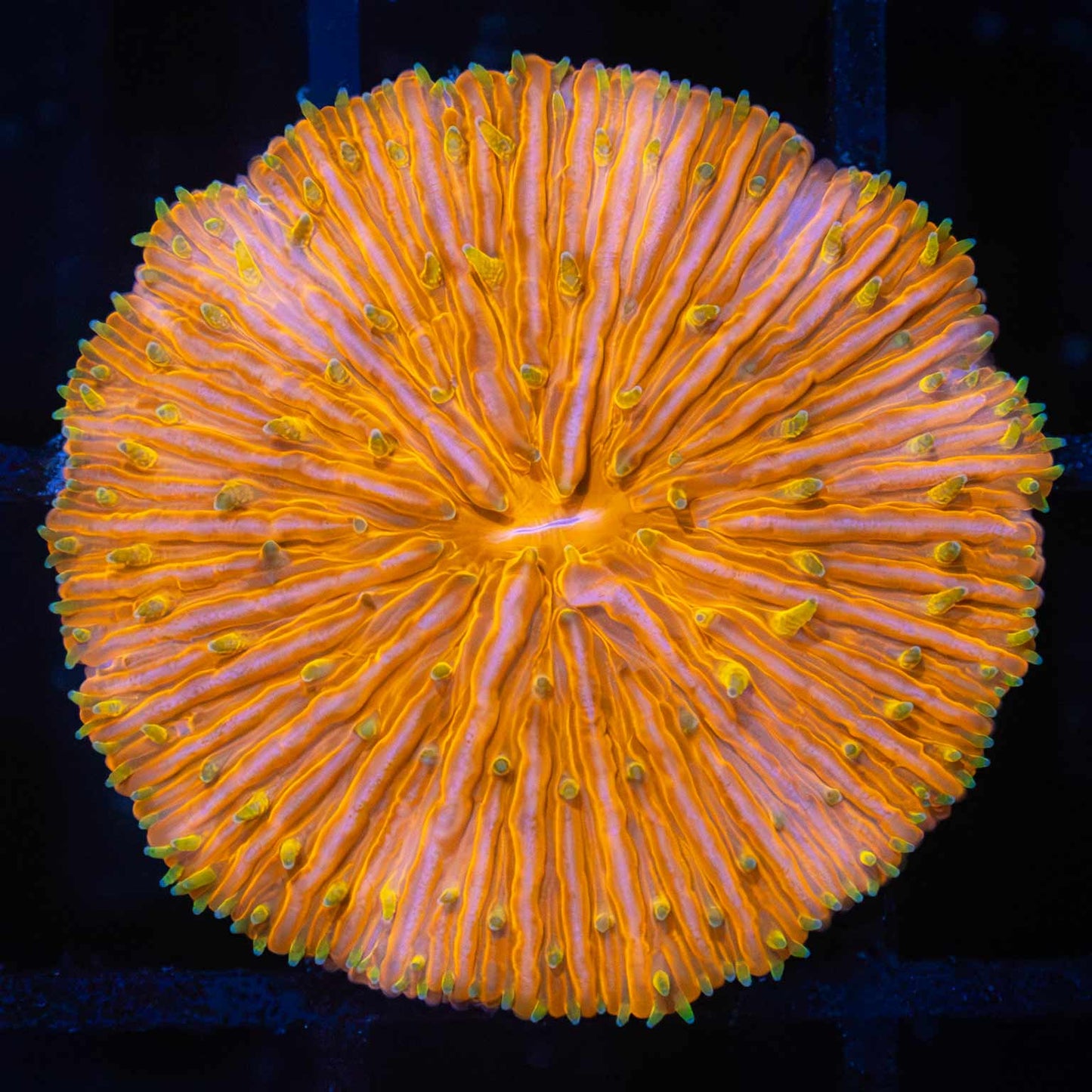 Sunset Plate Coral