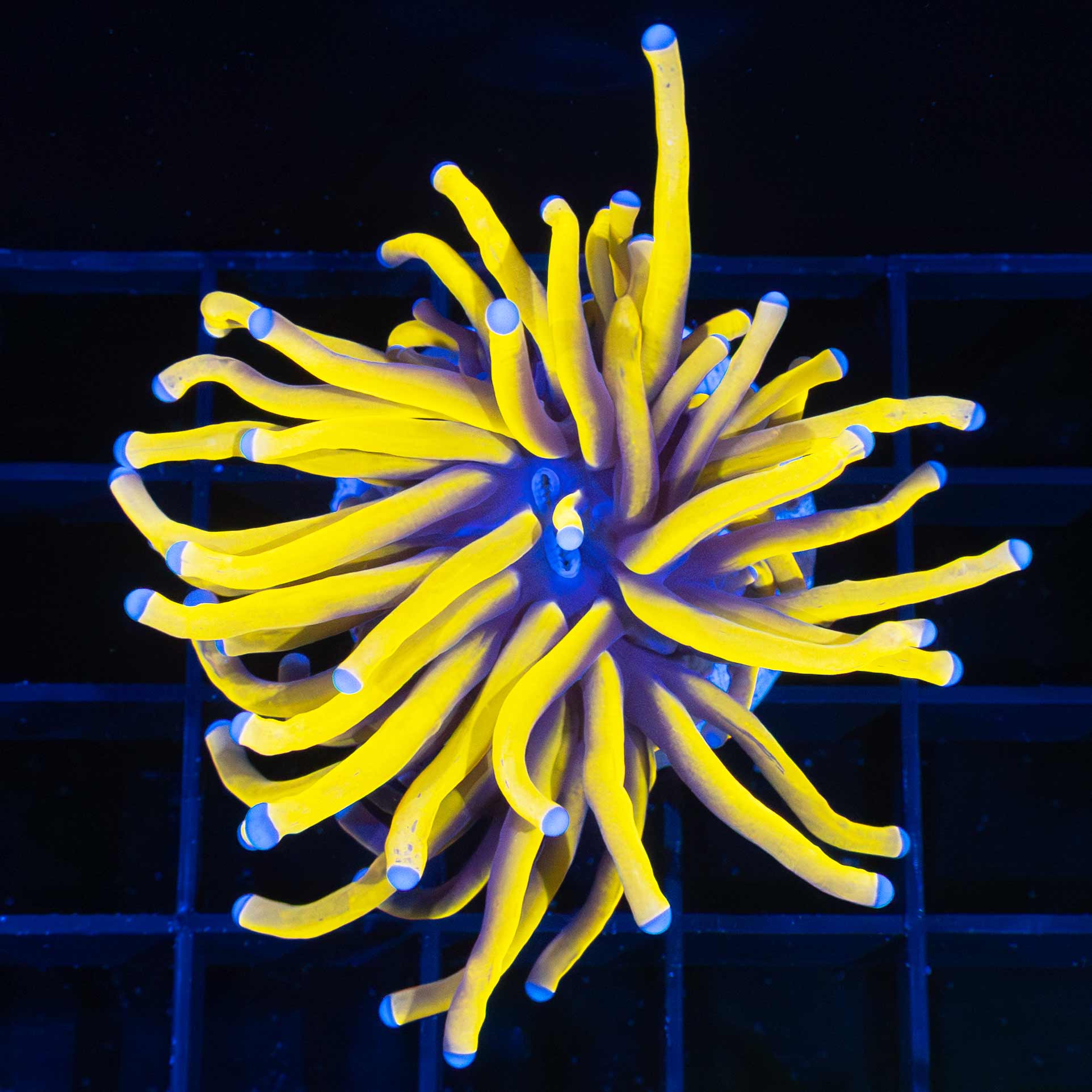 Large Unique Pink Tip Torch Coral