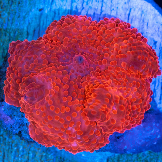 Super Red Mushroom