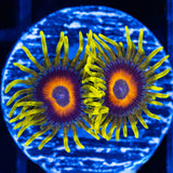 Super Saiyan Zoa 2 polyps