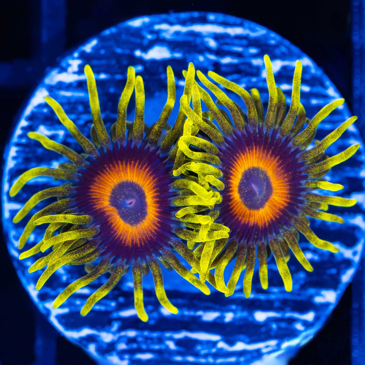 Super Saiyan Zoa (2-3 polyps)