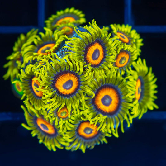 Super Saiyan Zoa (14 Polyps)