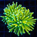 Spltting Torch 1