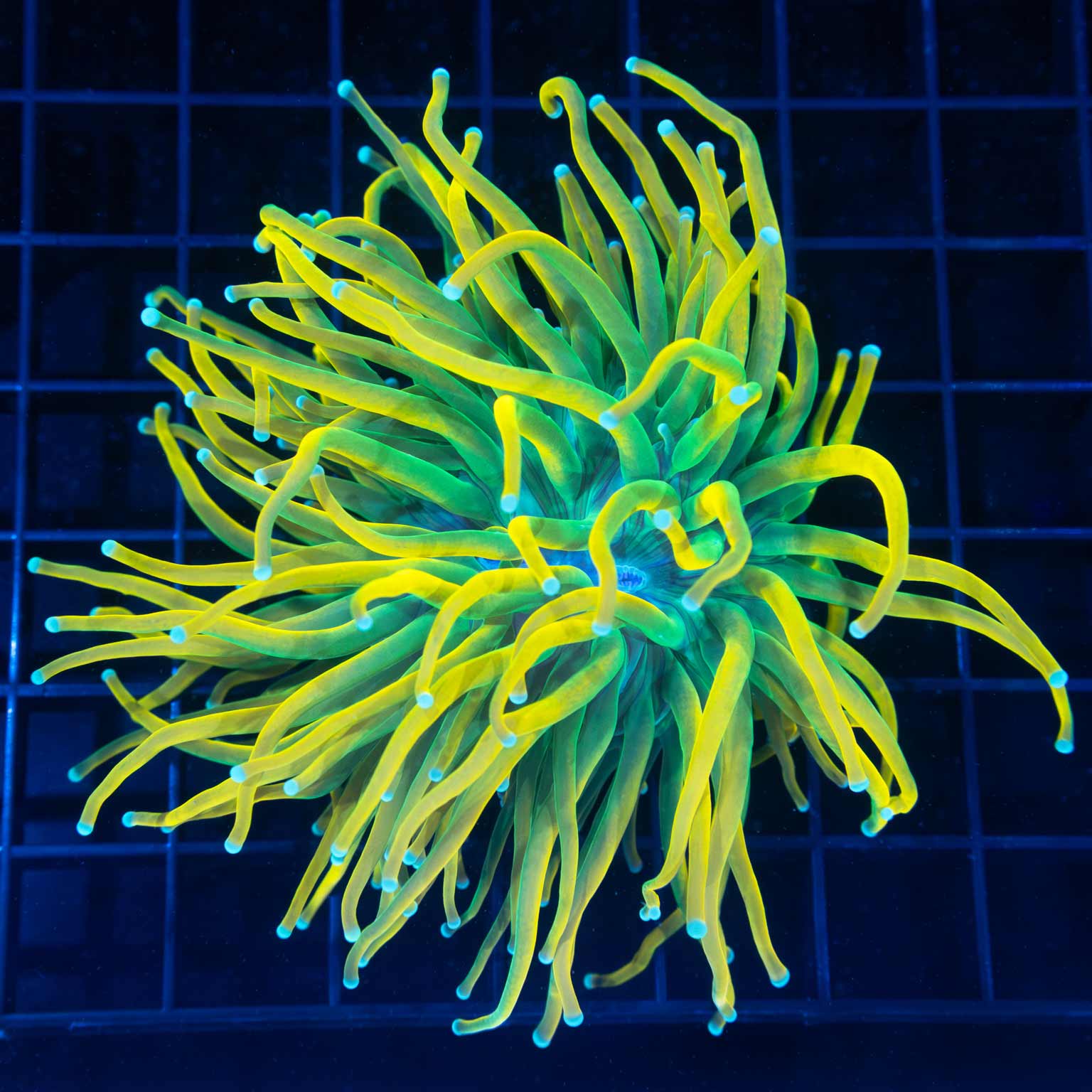 Large Head Ultimate Yellow Holy Grail Torch (Incredibly Yellow!)