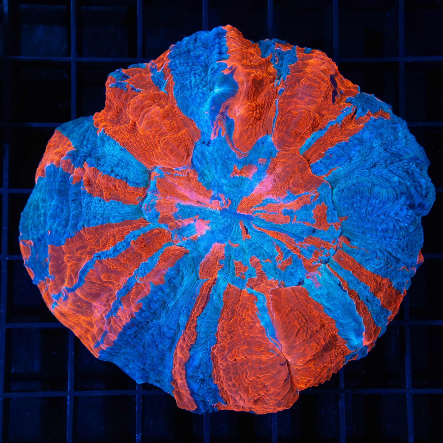 Superman Acanthophyllia (Hard To Find)