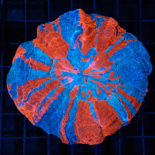 Superman Acanthophyllia (Hard To Find)