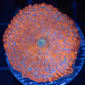 Superman Rhodactis