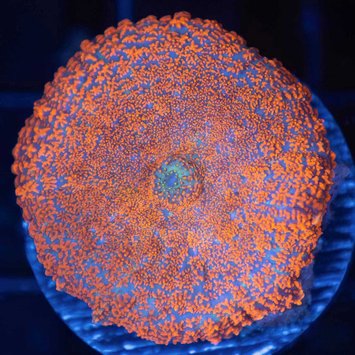 Superman Rhodactis