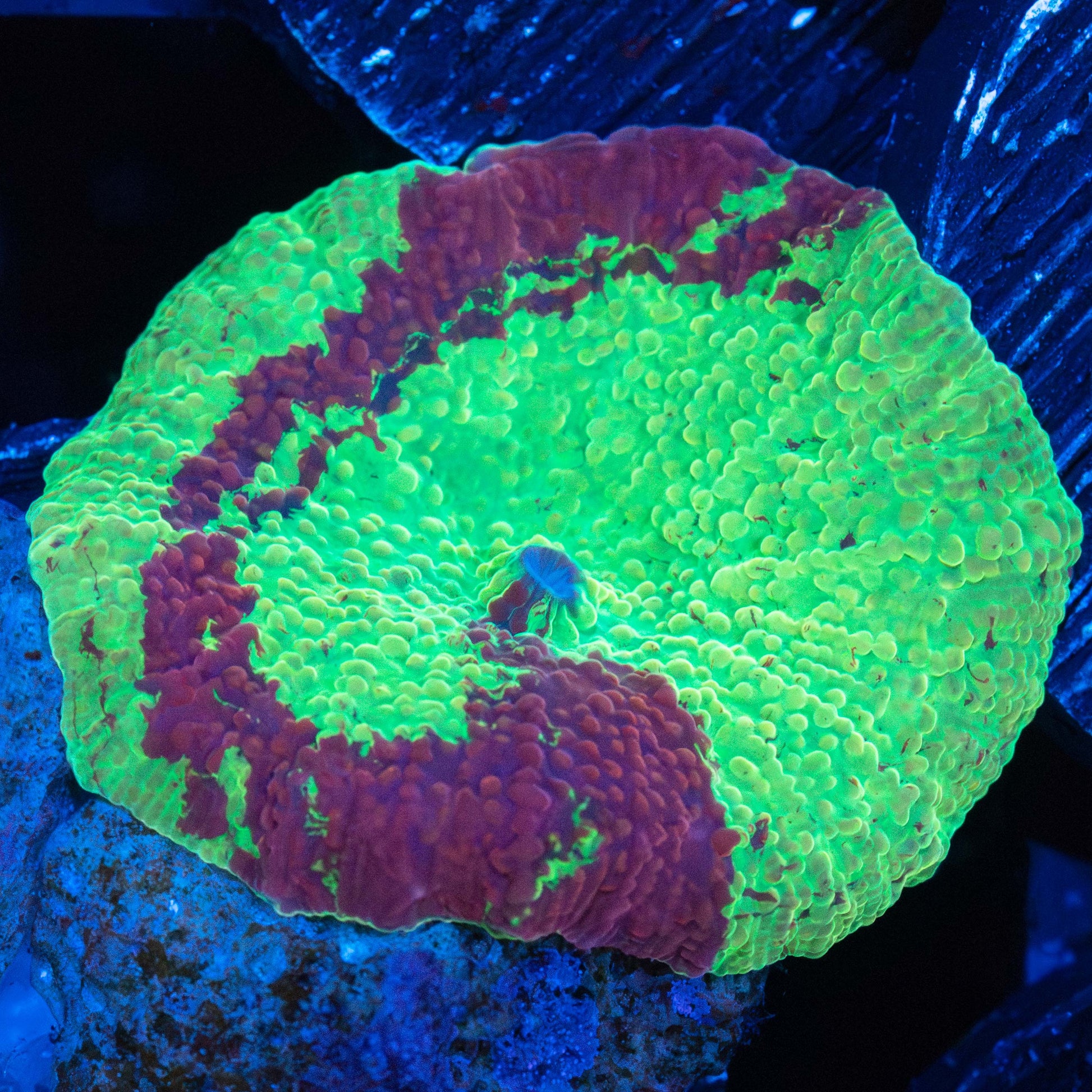 Spiral Pattern Eclectus Mushroom