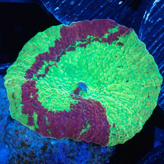 Spiral Pattern Eclectus Mushroom