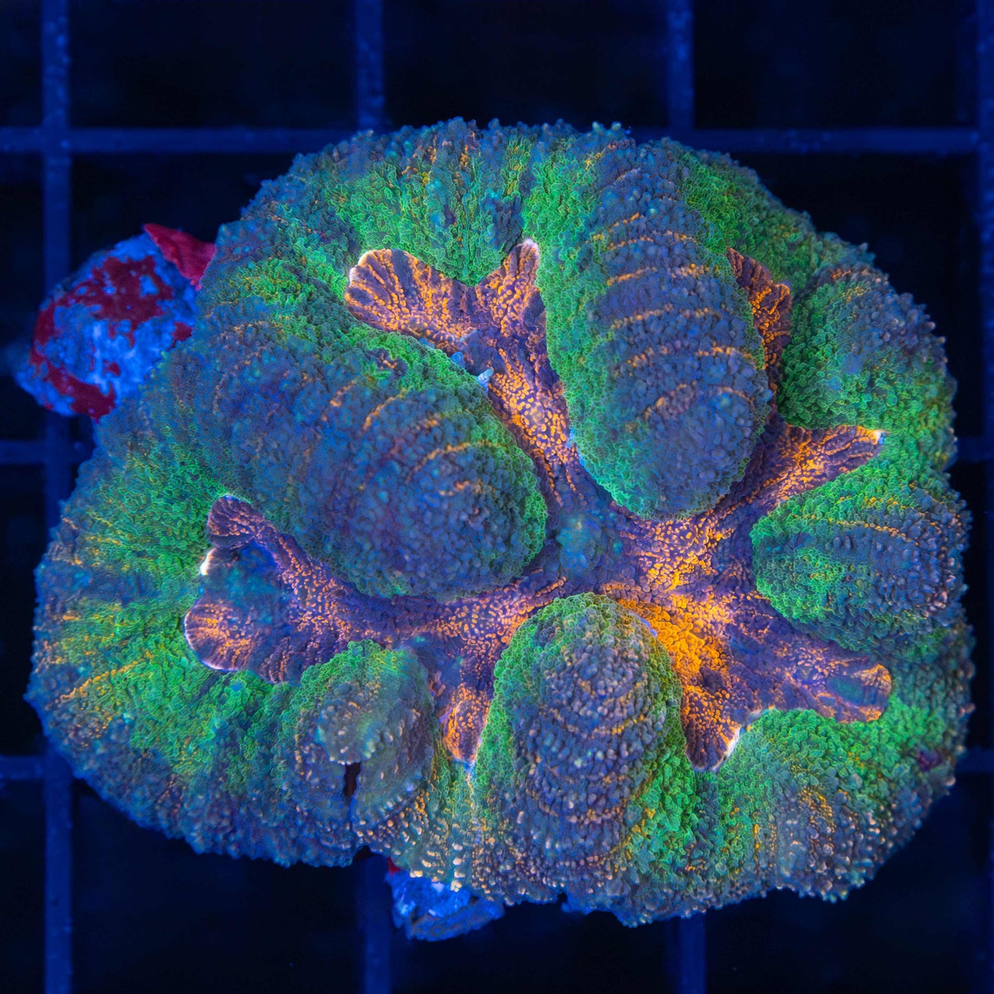 4 color symphyllia