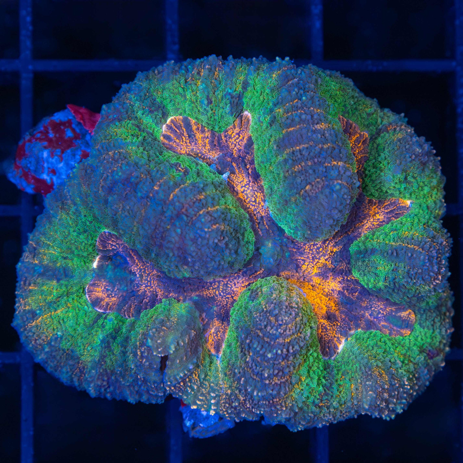 4 color symphyllia