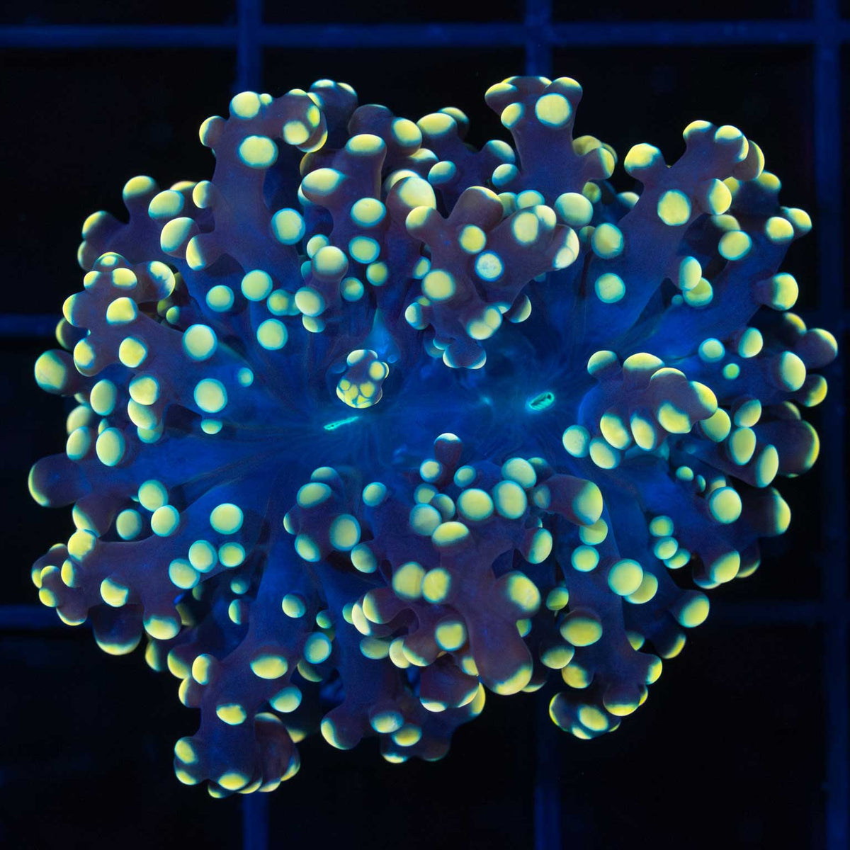 Gold Octospawn Coral