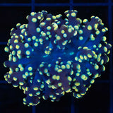 Gold Octospawn Coral