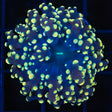 Gold Octospawn Coral