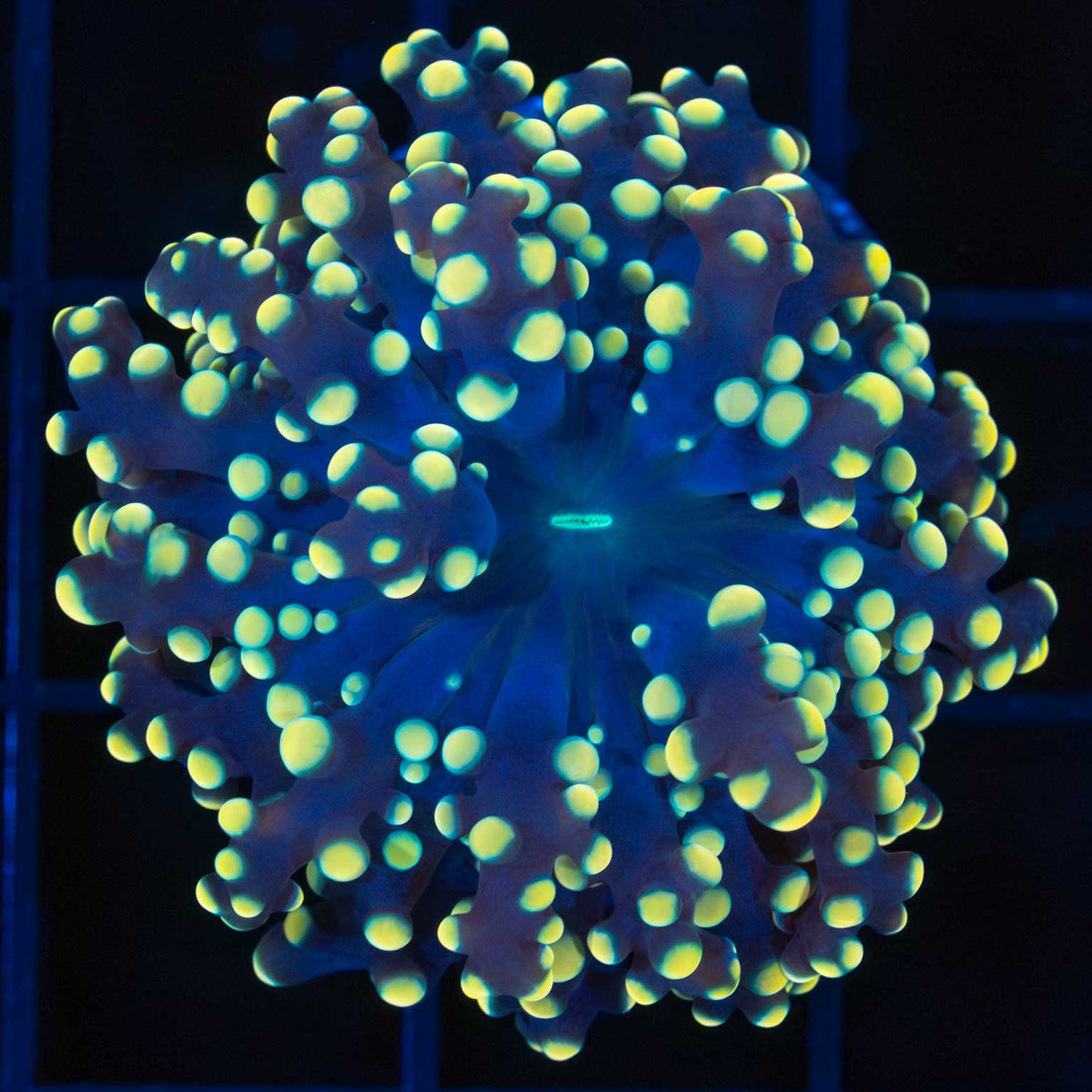 Gold Octospawn Coral