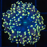 Gold Octospawn Coral