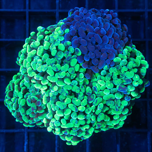 9 Head Hammer Coral Colony