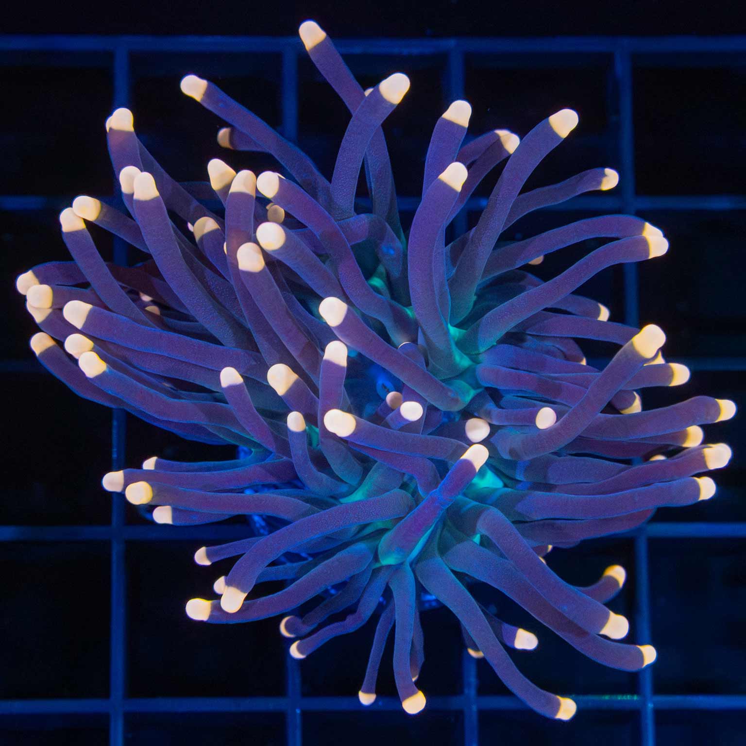 Tank Grown Orange Tip Torch Coral