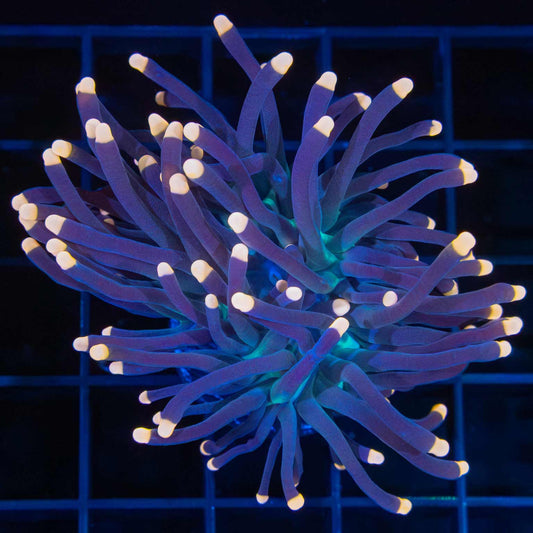 Tank Grown Orange Tip Torch Coral