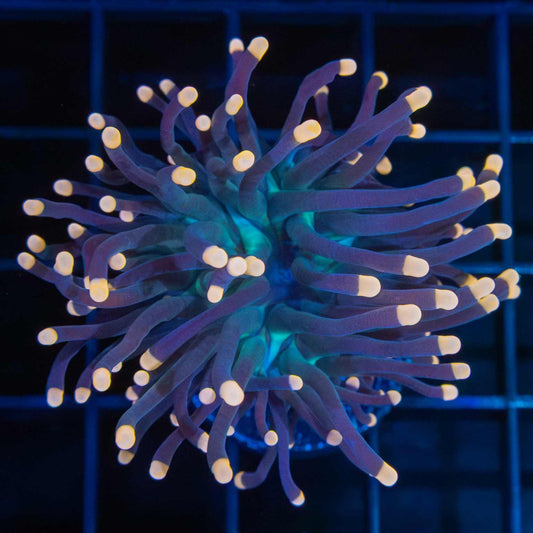 Tank Grown Orange Tip Torch Coral