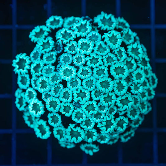 Teal Alveopora Colony