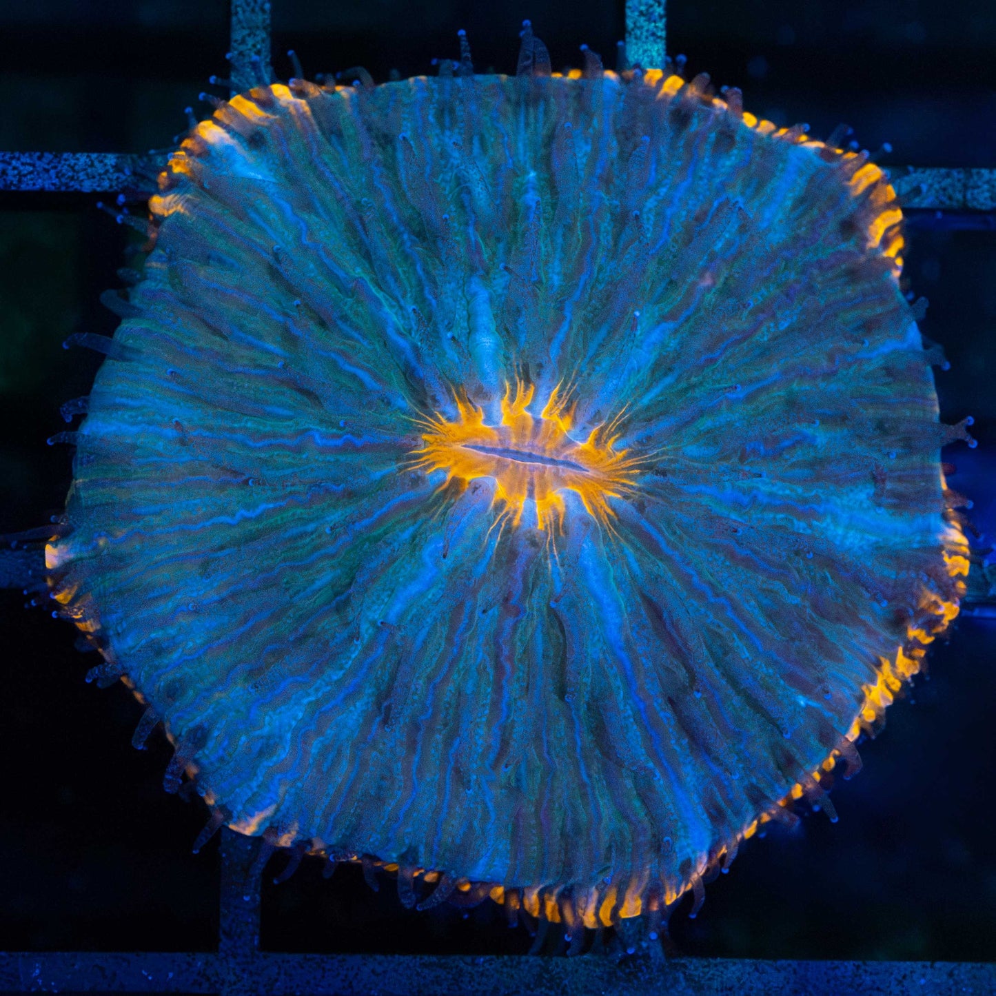 Orange Teal Blue Plate Coral 1.5"