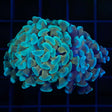 2 heads teal gold stem branching hammer coral
