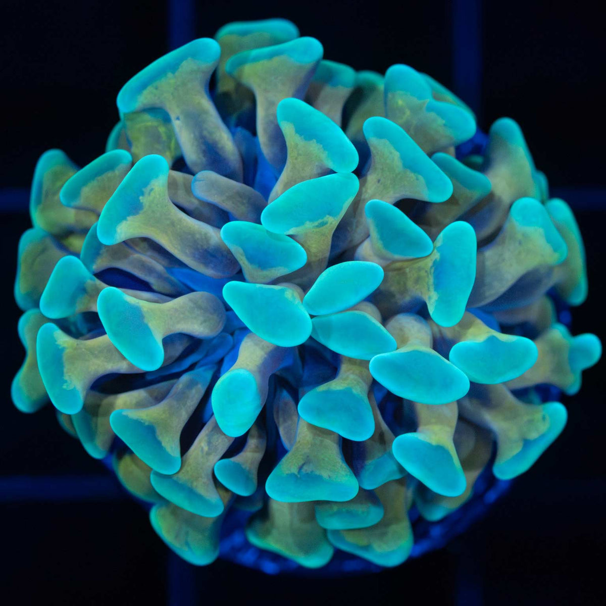 Teal Gold Stem Branching hammer coral