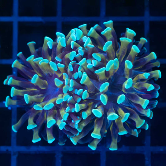 Teal Gold Branching Hammer (2 polyps)