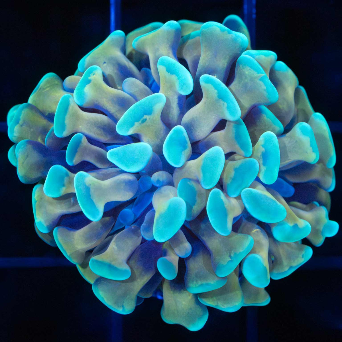 teal gold stem hammer coral 1 head