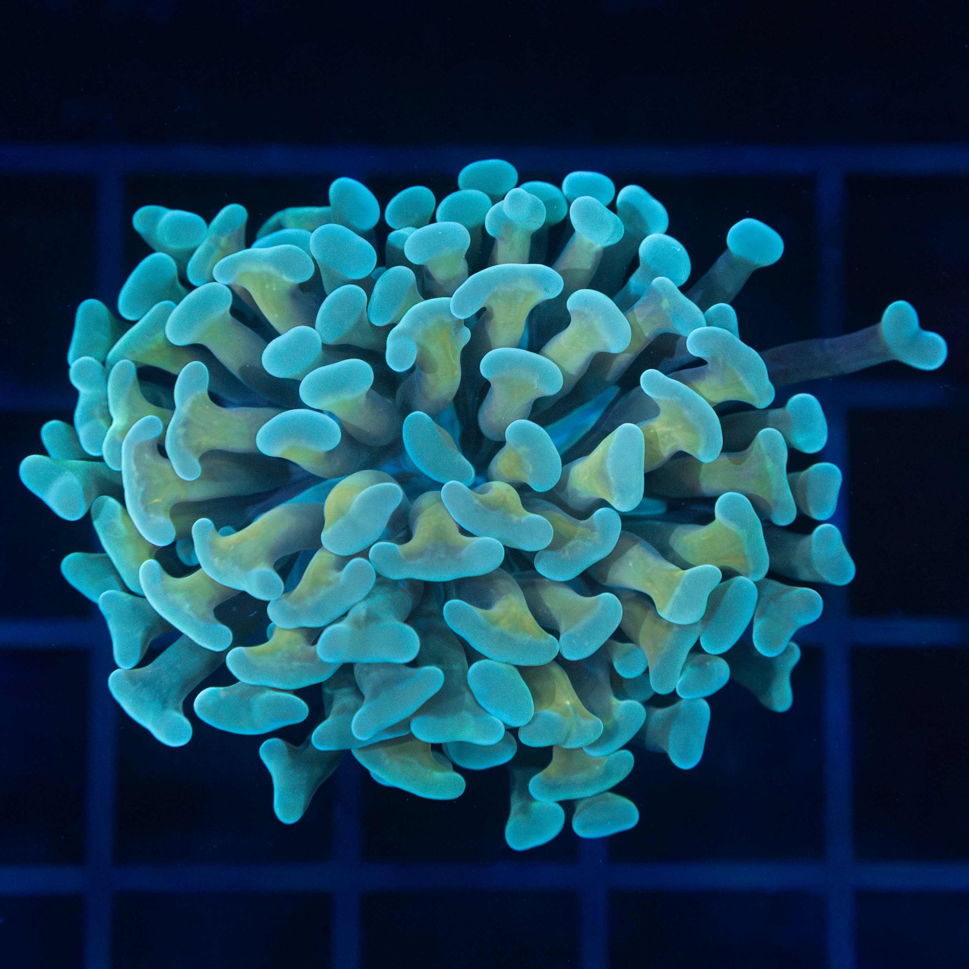 Teal tip gold stem hammer coral