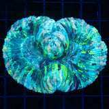 green teal blue trachyphyllia