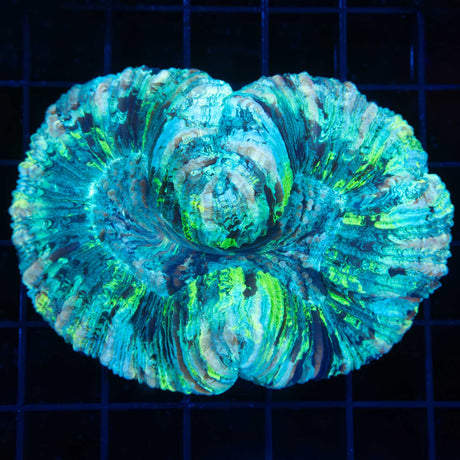 green teal blue trachyphyllia